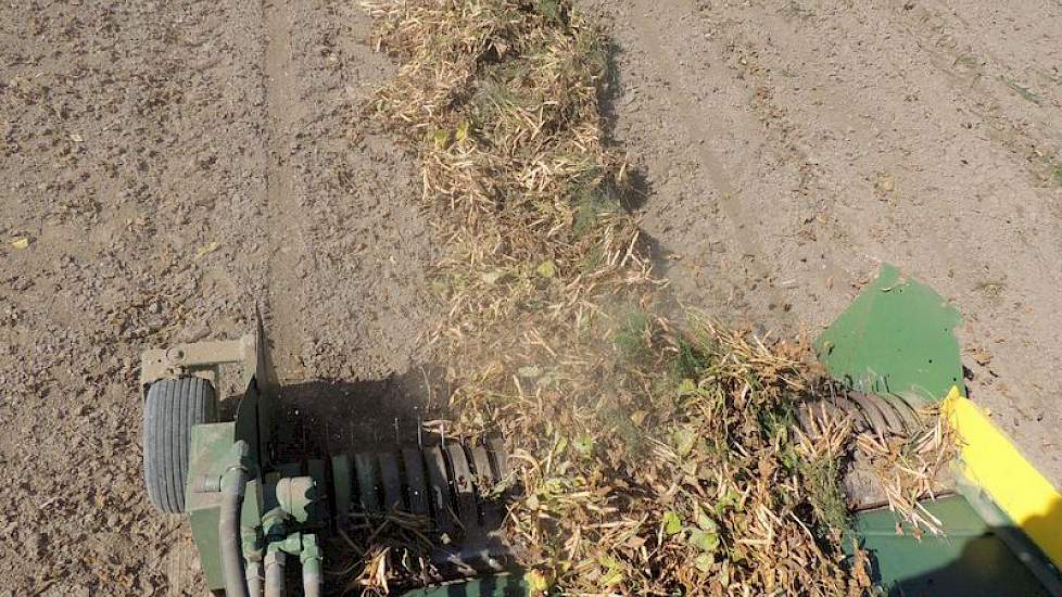 De bonenplanten worden eerst heel ondiep 'uitgeploegd' en in het zwad gelegd. Eén of enkele dagen daarna wordt het gewas gedorst uit het zwad.