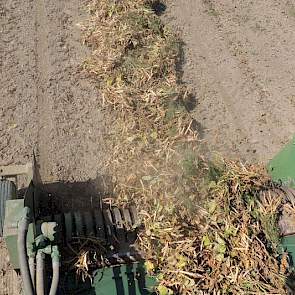 De bonenplanten worden eerst heel ondiep 'uitgeploegd' en in het zwad gelegd. Eén of enkele dagen daarna wordt het gewas gedorst uit het zwad.