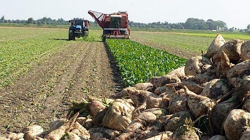 Gerard Mangnus, akkerbouwer in Ossenisse, heeft zijn bieten bijna uit de grond.
