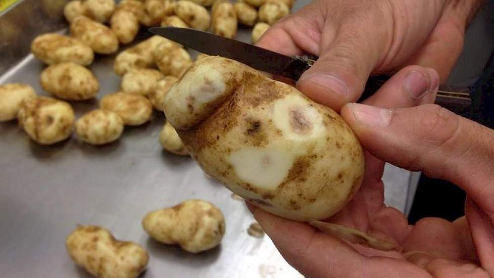 Schreuder toont een monster van 36 uur eerder gerooide aardappelen, die zijn beoordeeld bij APF te Dronten. ‘Conclusie: te veel beschadiging’, zegt de akkerbouwer uit Swifterbant.