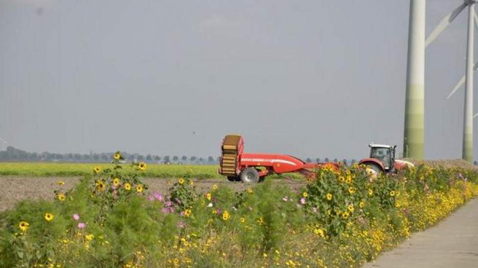 Harry Schreuder uit Swifterbant is gestopt met rooien vanwege de droogte. ‘Door de droogte is de klei keihard en daardoor beschadigen kluiten de aardappelen te veel.’