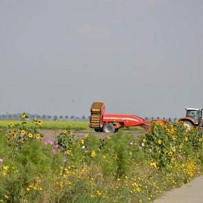 Harry Schreuder uit Swifterbant is gestopt met rooien vanwege de droogte. ‘Door de droogte is de klei keihard en daardoor beschadigen kluiten de aardappelen te veel.’