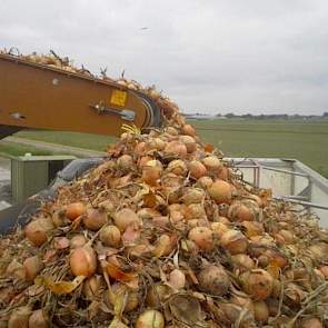 Kwaliteitsverbetering is volgens Versluis ontzettend belangrijk. „Wil je als Nederland voorop blijven lopen dan moet je iets aan de kwaliteit van de uien doen. Een bulkproduct produceren kan iedereen.” (foto: Wim de Witte)