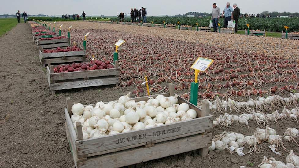 Op de vele demovelden bij Bejo zijn zowel nieuwe als bestaande rassen te vinden, voor de gangbare en de biologische sector.