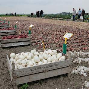Op de vele demovelden bij Bejo zijn zowel nieuwe als bestaande rassen te vinden, voor de gangbare en de biologische sector.