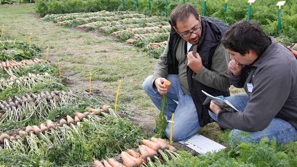 Het blijft niet alleen bij kijken: deze bezoeker proeft één van de vele peensoorten op de demovelden.