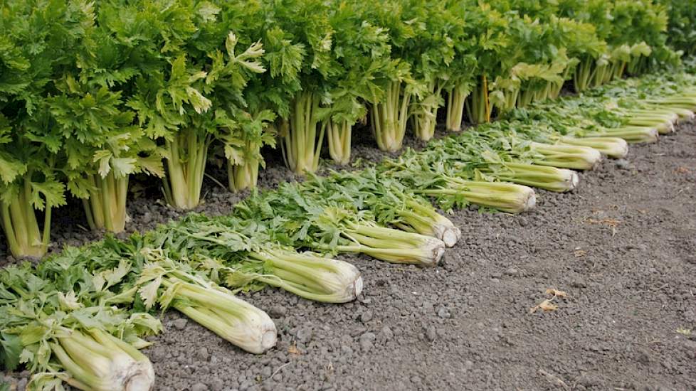 Tijdens de open dagen ligt de focus op de vollegrondsgroenteteelt, zoals de bleekselderij.