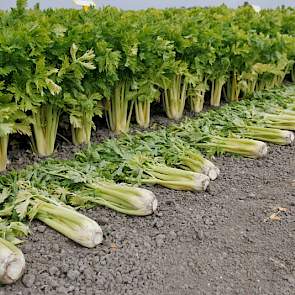 Tijdens de open dagen ligt de focus op de vollegrondsgroenteteelt, zoals de bleekselderij.