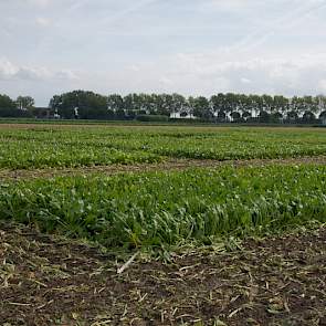 Voorafgaand aan het rooien van de proefvelden rooien de onderzoekers de randen, paden en dwarspaden.