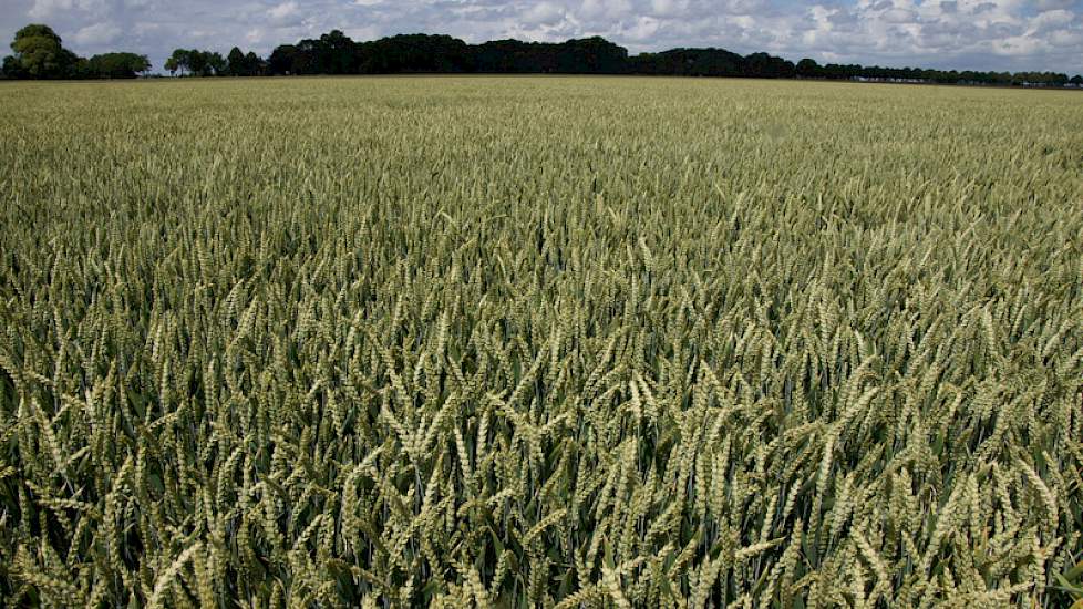 Gevaar voor mycotoxinen in graan zit in opspattend regenwater met sporen uit de bodem en uit gewasresten.