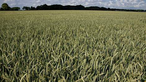 Gevaar voor mycotoxinen in graan zit in opspattend regenwater met sporen uit de bodem en uit gewasresten.