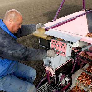 Medewerker Peter Romein van Leek Tulips bedient de machine