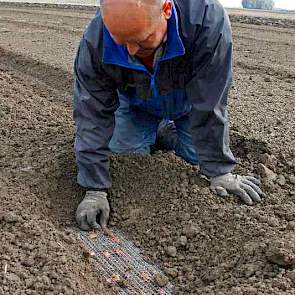 De tulpen worden geplant in dubbelnetten van 1,45 meter breed.