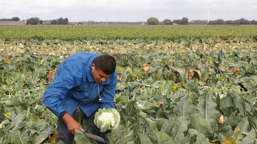Van deze maat bloemkolen gaan er zes in een kistje.