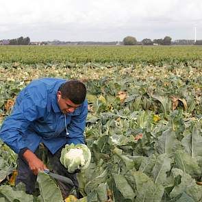 Van deze maat bloemkolen gaan er zes in een kistje.