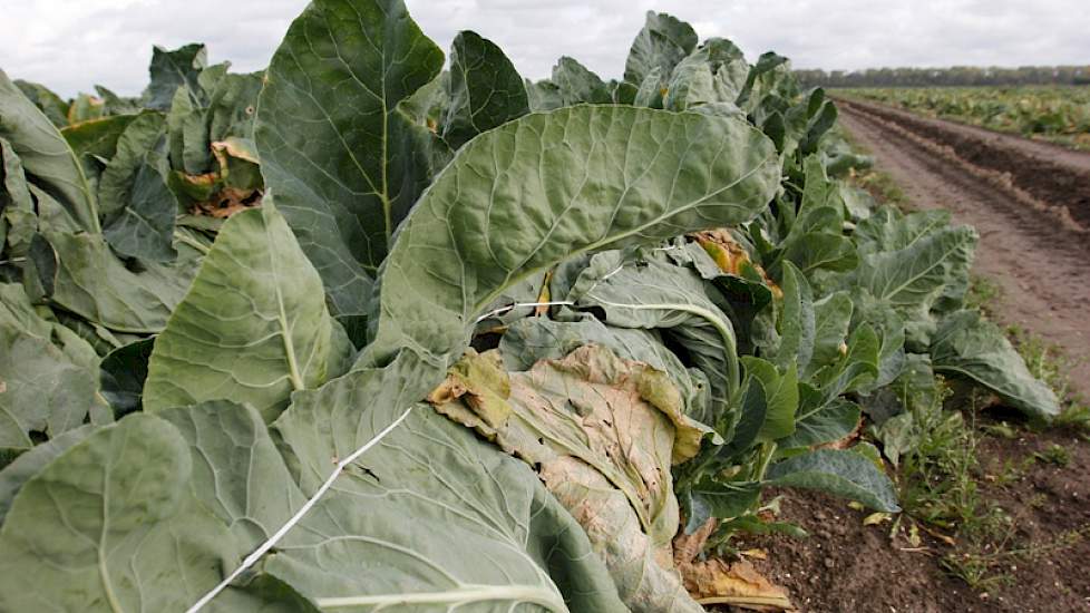 Sinds kort werkt De Feijter met een machine die de bloemkoolbladen over de kool dichtnaait. Dat scheelt veel afdekwerk, wat vroeger met de hand moest. Die methode had ook meer risico op schade aan de kolen. De 'naaimachine' doet vier rijen tegelijk.