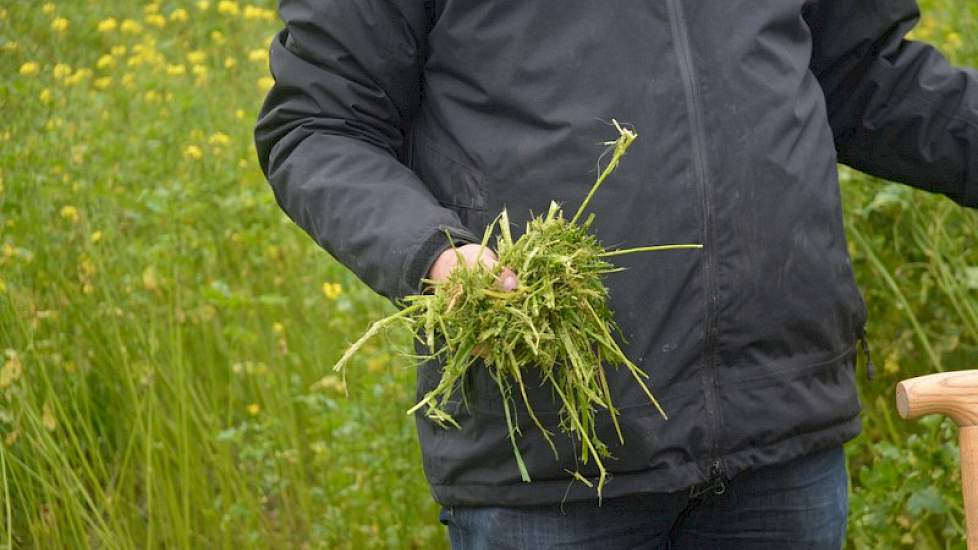 Hij wijst onder meer op problemen met de vertering van massale en houtige gewassen. ‘Klepelen zorgt ervoor dat gewassen gemakkelijker verteren en daarna bovendien gemakkelijker en vroeger de stikstof afgeven aan volggwassen. Hoe meer koolstof in de groenb