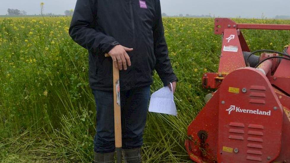 In een jaar als dit, waarin de groenbemester veel bladmassa heeft, is voorbewerking van het gewas nodig, zegt Christoffel den Herder van DLV Plant. ‘Anders krijg je problemen met die enorme massa onder de grond.’