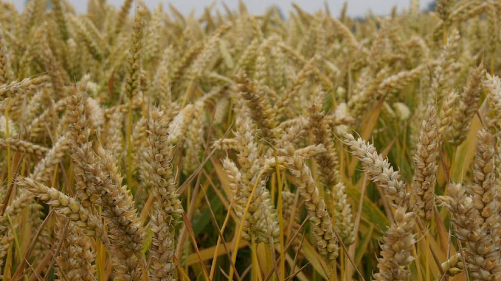 De International Grains Council (IGC) in Londen heeft de wereld tarweoogstprognose voor het seizoen 2014-2015, in vergelijking tot de septemberprognose, positief aangepast met 1 miljoen ton tot 718 miljoen ton. De IGC verwacht ook een miljoen ton meer tar