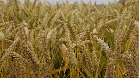 De International Grains Council (IGC) in Londen heeft de wereld tarweoogstprognose voor het seizoen 2014-2015, in vergelijking tot de septemberprognose, positief aangepast met 1 miljoen ton tot 718 miljoen ton. De IGC verwacht ook een miljoen ton meer tar