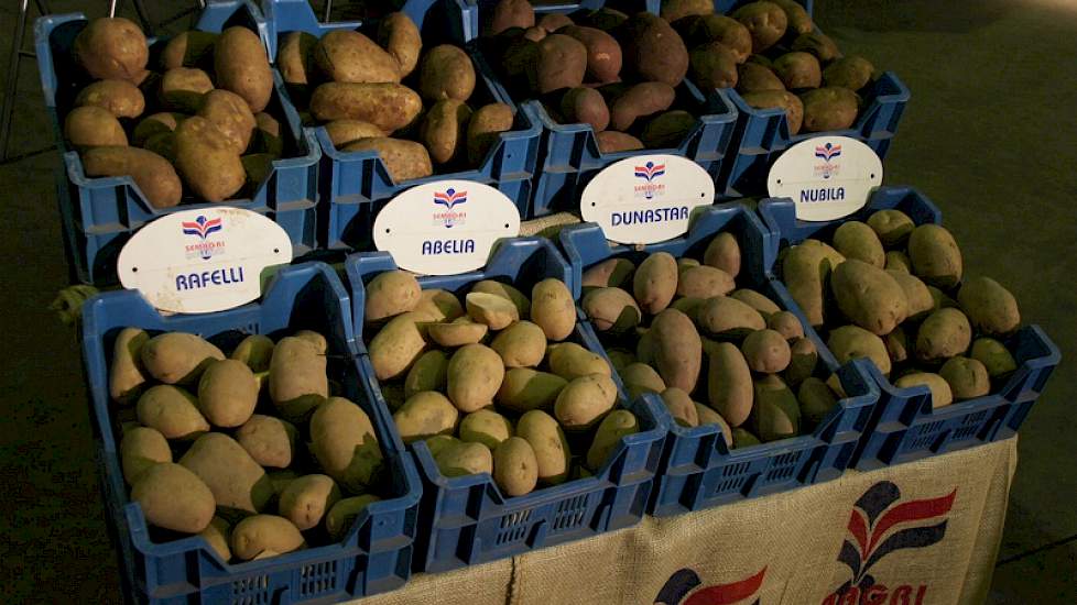 Semagri brengt een pakket met productieve en grote knollen voor Noord-Afrika en het Midden-Oosten.