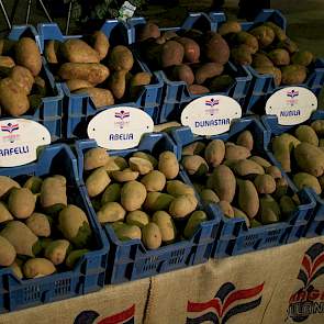 Semagri brengt een pakket met productieve en grote knollen voor Noord-Afrika en het Midden-Oosten.