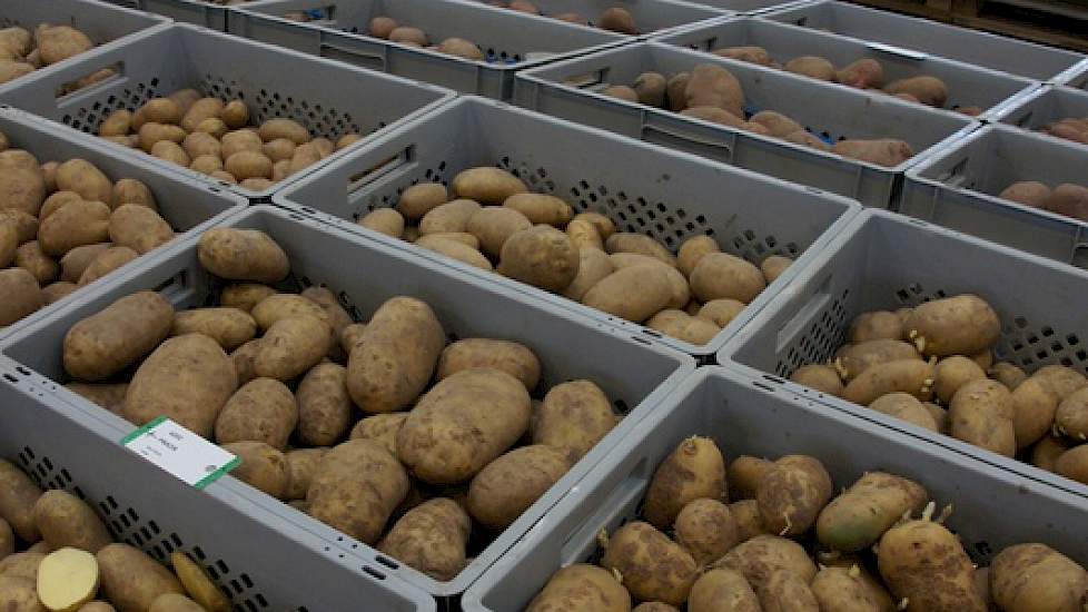 Veel vergelijkingsmateriaal bij Den Hartigh in Emmeloord. De eigen rassen komen van de eigen veredeling en die van het Duitse moederbedrijf Solana.