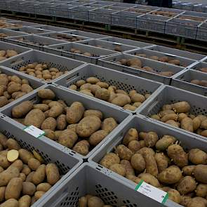 Veel vergelijkingsmateriaal bij Den Hartigh in Emmeloord. De eigen rassen komen van de eigen veredeling en die van het Duitse moederbedrijf Solana.