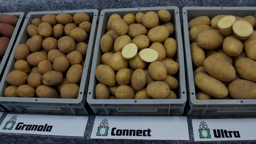 Connect van Den Hartigh is goed resistent tegen phytophthora en daarmee ook heel geschikt voor de biologische markt.
