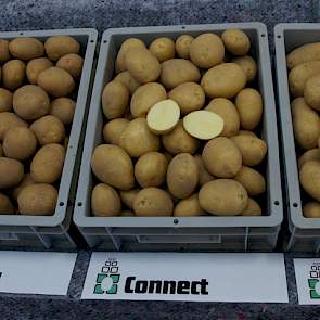 Connect van Den Hartigh is goed resistent tegen phytophthora en daarmee ook heel geschikt voor de biologische markt.