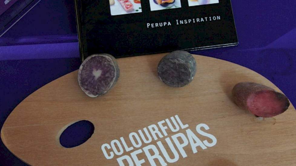 Perupas, indiaanse aardappelen uit Peru als delicatesse en een signaal van betrokkenheid bij het genencentrum van de aardappel en zijn oorspronkelijke bewoners.