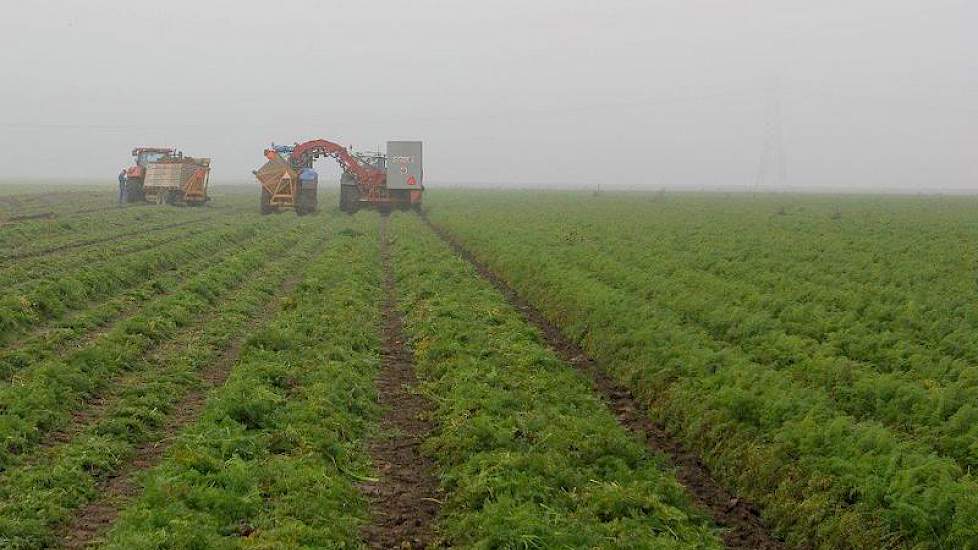 Op 5 november rooide hij zijn peen in Luttelgeest.