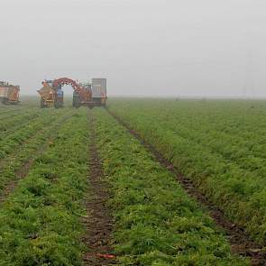 Op 5 november rooide hij zijn peen in Luttelgeest.