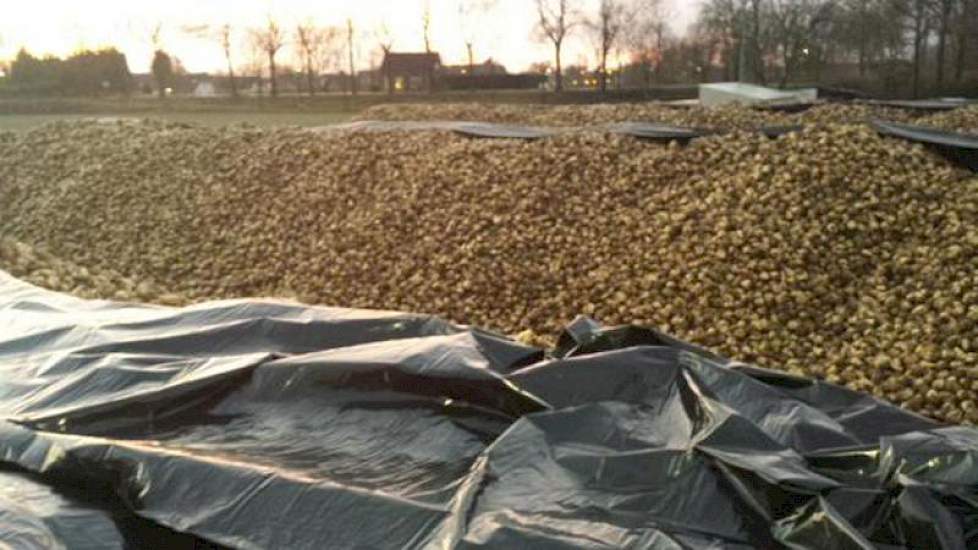 ‘68,5 miljoen potentïele suikerklontjes beschermd tegen de aankomende vorst. Denk eraan als je er 1 in de koffie doet’, twittert Novifarm uit Numansdorp.