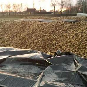 ‘68,5 miljoen potentïele suikerklontjes beschermd tegen de aankomende vorst. Denk eraan als je er 1 in de koffie doet’, twittert Novifarm uit Numansdorp.