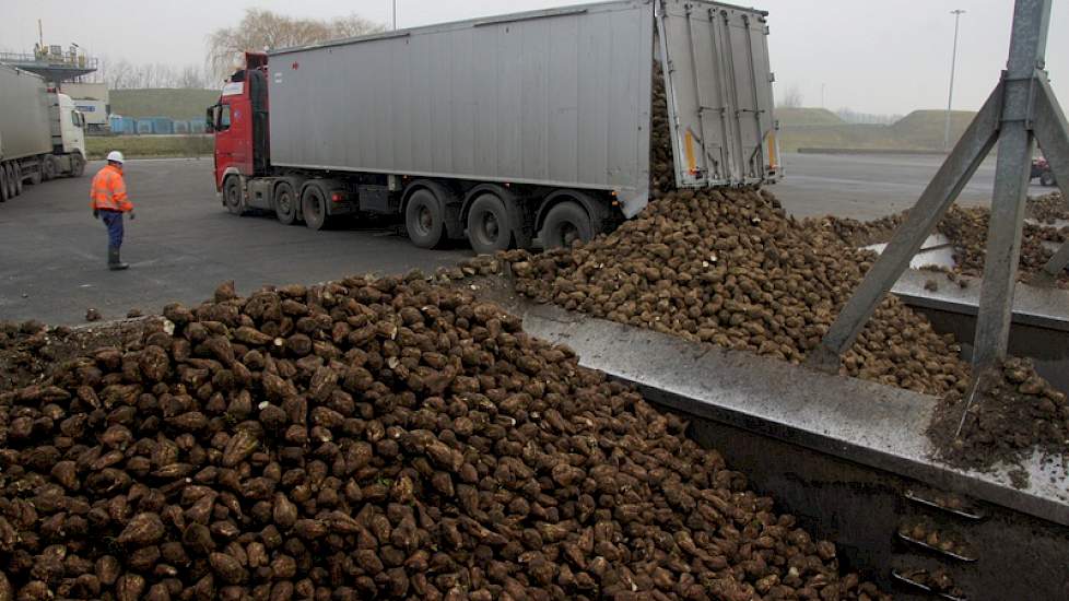 De aanvoer van bieten gaat dag en nacht door, zeven dagen per week, behalve op zondagmiddagen. Dan draait de fabriek op de aangelegde voorraad.