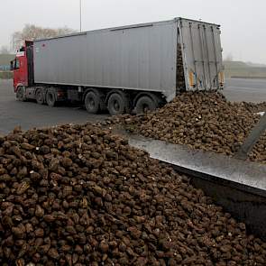 De aanvoer van bieten gaat dag en nacht door, zeven dagen per week, behalve op zondagmiddagen. Dan draait de fabriek op de aangelegde voorraad.