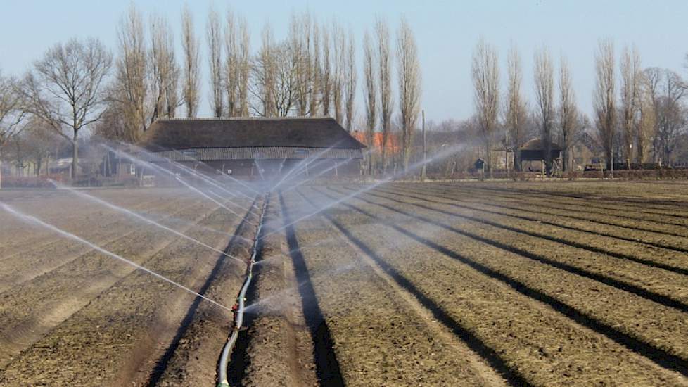 In het Brabantse Erp beregent plantenkwekerij Van den Elzen een perceel waarop donderdag 12 maart aardbeien worden geplant. Het is vooral om meer uitdroging van de grond door nachtvorst tegen te gaan. De groenbemester, Japanse haver, ging verslemping tege