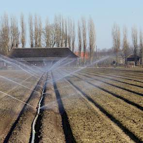 In het Brabantse Erp beregent plantenkwekerij Van den Elzen een perceel waarop donderdag 12 maart aardbeien worden geplant. Het is vooral om meer uitdroging van de grond door nachtvorst tegen te gaan. De groenbemester, Japanse haver, ging verslemping tege