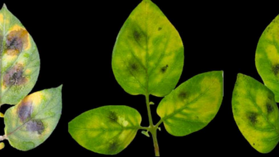 Phytophthora kan de gewone aardappelplanten aantasten (links), maar aardappels die zijn uitgerust met een nieuw gevonden afweer (midden en rechts) van een Zuid Amerikaanse wilde aardappel, worden minder aangetast.