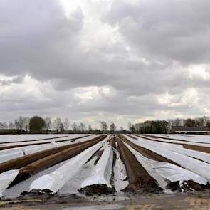 Tijdens de lentestorm van dinsdag waaide ook bij Van Meijl veel folie van de aspergebedden.