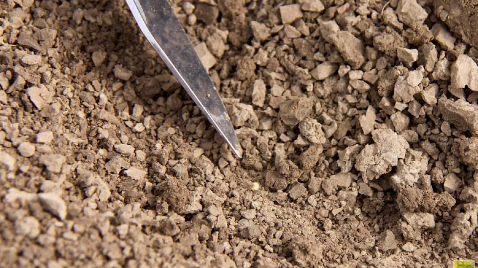 Quinoazaad is heel fijn. Telen in Nederland kan volgens de Dutch Quinoa Group prima, maar er is een grens aan het aantal groeidagen; quinoa heeft 150 groeidagen nodig. De grond moet daarom vroeg begaanbaar zijn (niet te natte gronden), tussen half maart e
