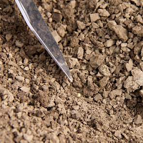 Quinoazaad is heel fijn. Telen in Nederland kan volgens de Dutch Quinoa Group prima, maar er is een grens aan het aantal groeidagen; quinoa heeft 150 groeidagen nodig. De grond moet daarom vroeg begaanbaar zijn (niet te natte gronden), tussen half maart e