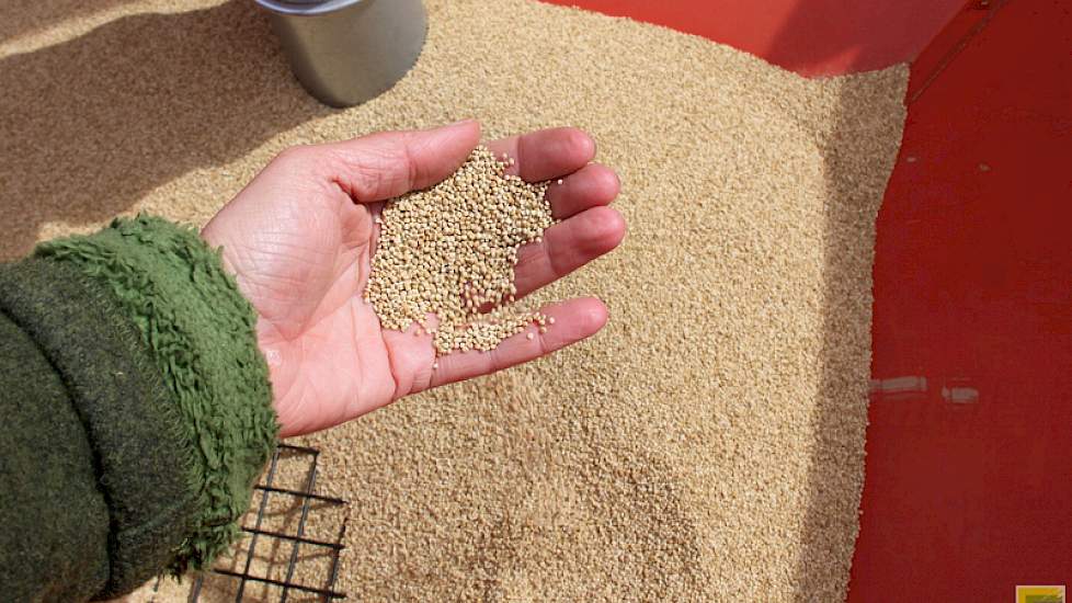 Quinoa is een ‘nieuw’ gewas waarvan de teelt daarom meer risico’s met zich meedraagt dus moet een financiele meerwaarde geven. Het levert nu zo’n 500 euro per hectare meer op dan graan. Akkerbouwers krijgen een afnamegarantie van de Dutch Quinoa Group.