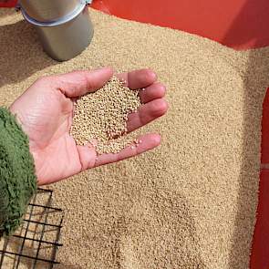 Quinoa is een ‘nieuw’ gewas waarvan de teelt daarom meer risico’s met zich meedraagt dus moet een financiele meerwaarde geven. Het levert nu zo’n 500 euro per hectare meer op dan graan. Akkerbouwers krijgen een afnamegarantie van de Dutch Quinoa Group.