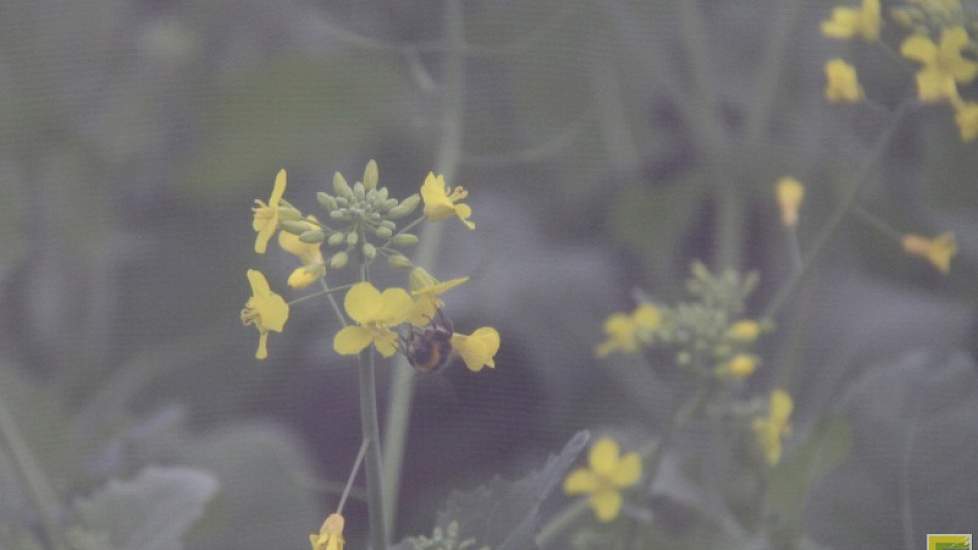Het GLB is gebaseerd op emotie, vinden de deskundigen van Joordens en Innoseeds. Het EU-beleid is volgens hen gericht op verfraaiing van het landschap en leefbaarheid voor insecten (‘voor wie de bemesters in mengsels vaak te laat zullen bloeien’), meer da