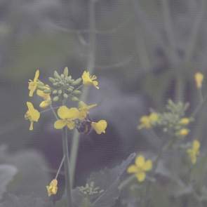 Het GLB is gebaseerd op emotie, vinden de deskundigen van Joordens en Innoseeds. Het EU-beleid is volgens hen gericht op verfraaiing van het landschap en leefbaarheid voor insecten (‘voor wie de bemesters in mengsels vaak te laat zullen bloeien’), meer da
