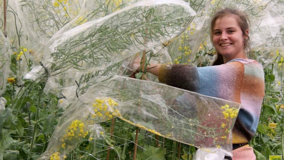 Innoseeds: ‘Gebruik nematodenresistente mengsels binnen de regelgeving van het GLB. In Nederland kan een mengsel 97-3 procent zijn' (In Duitsland bijvoorbeeld mag één component maximaal 60 procent van het mengsel zijn, dit maakt de keuze vele malen ingewi