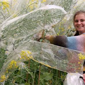 Innoseeds: ‘Gebruik nematodenresistente mengsels binnen de regelgeving van het GLB. In Nederland kan een mengsel 97-3 procent zijn' (In Duitsland bijvoorbeeld mag één component maximaal 60 procent van het mengsel zijn, dit maakt de keuze vele malen ingewi