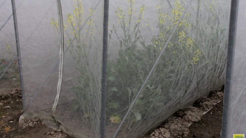 Biofumigatie is het in de grond werken van vers materiaal/groenbemesters. De precieze cijfers en resultaten van biofumigatie zijn er in Nederland niet, maar in Duitsland zijn volgens Joordens significante resultaten vastgelegd.